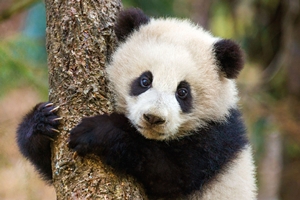 Born in China